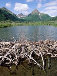 Beaver Dam, Tikchik State Park, Alaska.jpg